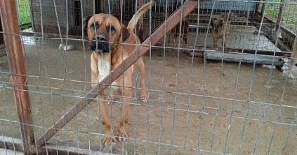Munkaerőhiány miatt ideiglenesen bezár a csíkszeredai kutyamenhely